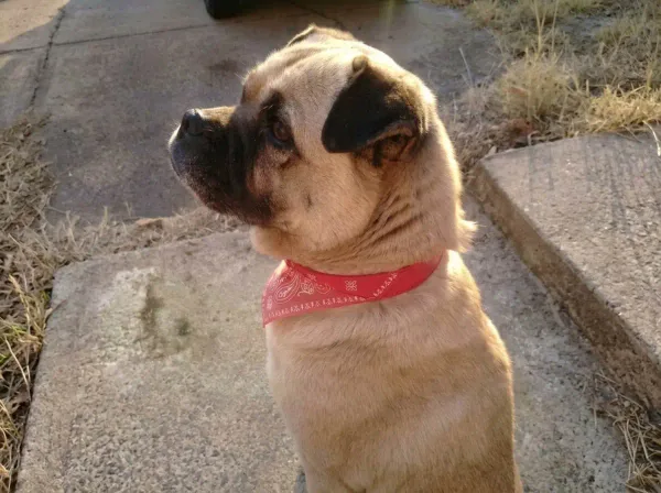 Cuadro personalizado de perro estilo acuarela enmarcado con vidrio