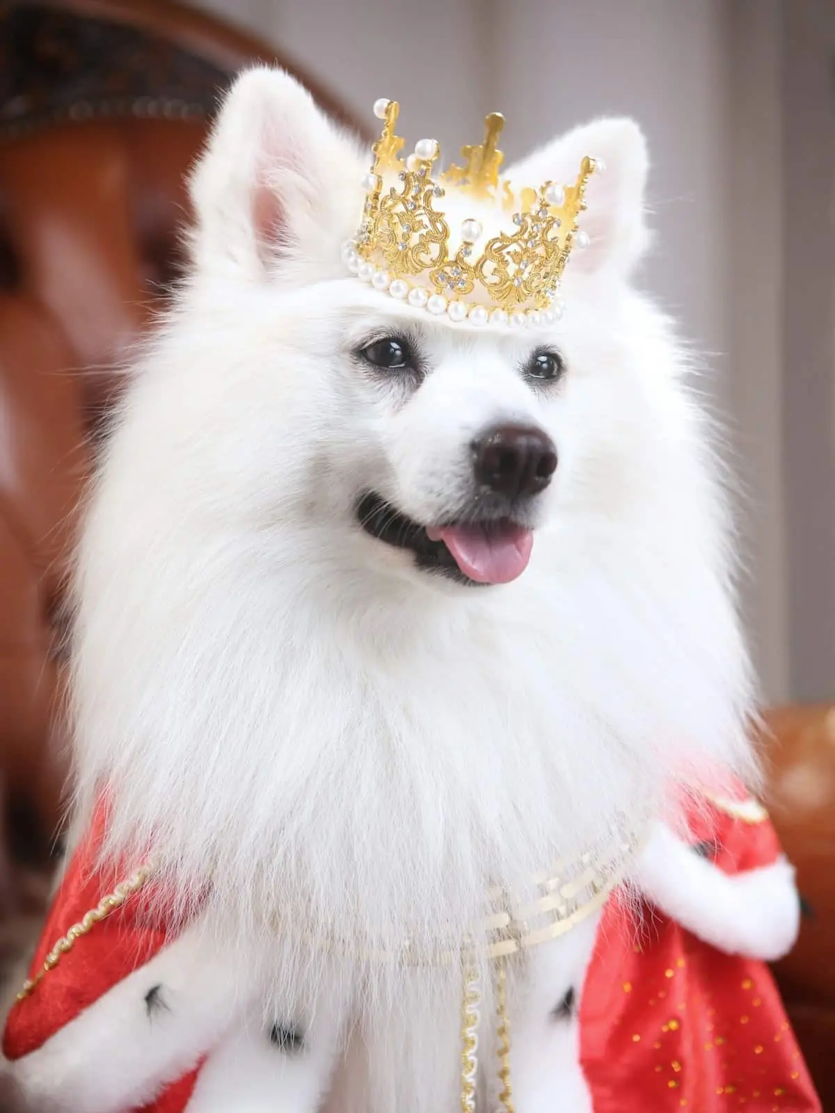 Cuadro de Mascota Rey Personalizado