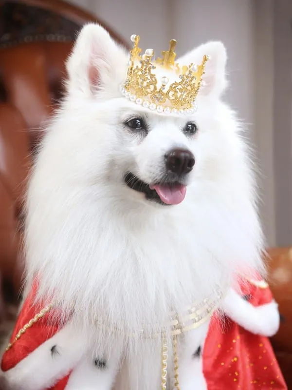 Cuadro de Mascota Rey Personalizado